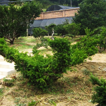 濟南造型景觀樹